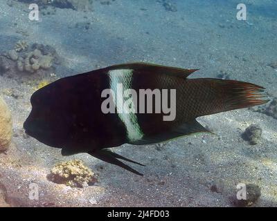 Une Wrasse de sable clown (Coris aygula) dans la mer Rouge, Egypte Banque D'Images