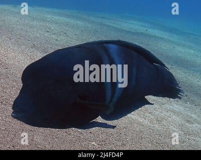 Une Wrasse de sable clown (Coris aygula) dans la mer Rouge, Egypte Banque D'Images