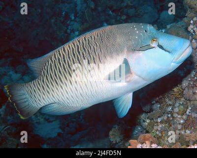 Un Napoléon Wrasse (Cheilinus undulatus) dans la Mer Rouge, Egypte Banque D'Images