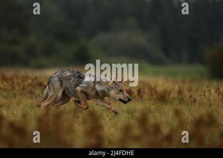 Wolf cub courant dans Blossom grass Wolf de Finlande. Loup gris, Canis lupus, dans la prairie d'été. Loup dans l'habitat de la nature. Banque D'Images