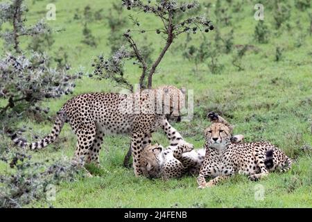 Trois petits de guépard adultes de niveau inférieur jouingdans le gommage léger à Masai Mara, Kenya Banque D'Images