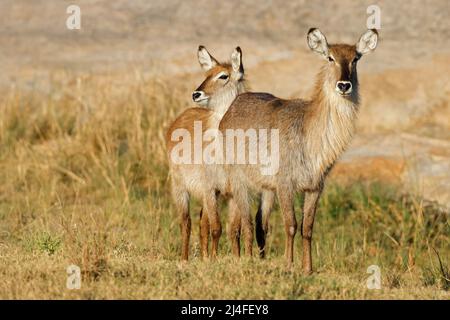 Femelle de l'hydrobuck (Kobus ellipsiprymnus) dans son habitat naturel, Parc national Kruger, Afrique du Sud Banque D'Images