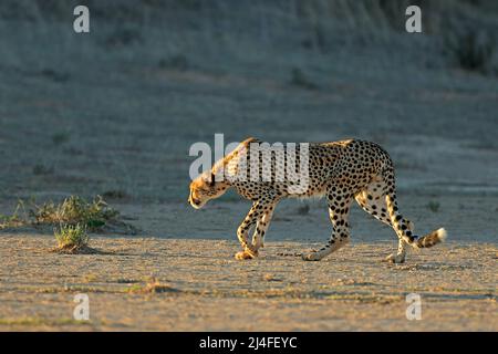 Un guépard (Acinonyx jubatus) qui perce dans son habitat naturel, désert de Kalahari, Afrique du Sud Banque D'Images