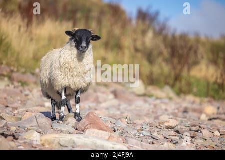 Moutons à tête noire dans les Highlands écossais Banque D'Images