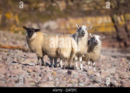 Moutons à tête noire dans les Highlands écossais Banque D'Images