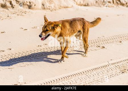 Un dingo mâle, Canis lupus dingo, sur la plage de Seventy Five Mile, Fraser Island, Queensland, Australie Banque D'Images