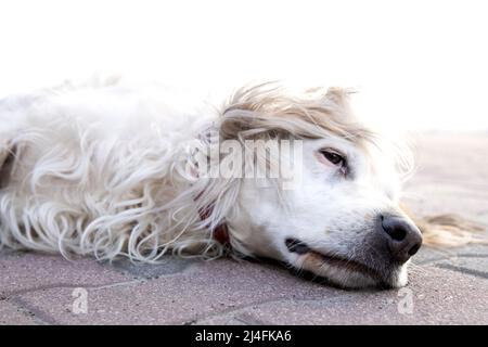 Chien rouge et blanc irlandais en gros plan, allongé sur le sol. Chien couché à l'extérieur dans la cour Banque D'Images