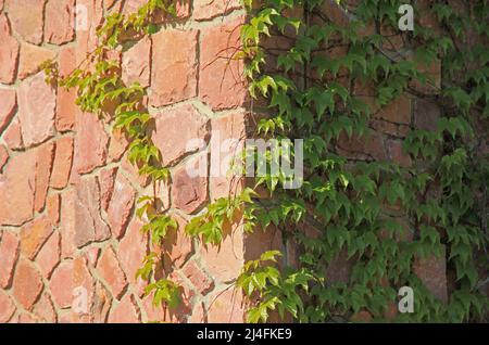 Coin mural en granit ensoleillé avec branches de vigne rampante, texture, arrière-plan. Surcultivé avec une surface de vigne sauvage avec des pierres de granit Banque D'Images