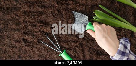 bannière avec femme creuse petit trou avec pelle pour planter des semis. Mains de femmes avec des plantes vertes dans le sol dans la cour arrière. Mise au point douce. Pose à plat Banque D'Images