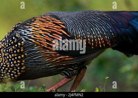 L'image du junglewhid gris (Gallus sonneratii) a été prise à Thattekad, au Kerala, en Inde Banque D'Images