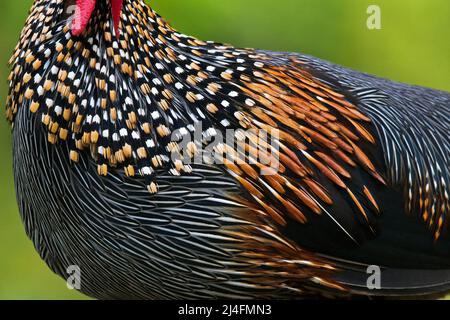 L'image du junglewhid gris (Gallus sonneratii) a été prise à Thattekad, au Kerala, en Inde Banque D'Images