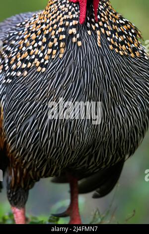 L'image du junglewhid gris (Gallus sonneratii) a été prise à Thattekad, au Kerala, en Inde Banque D'Images