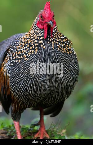 L'image du junglewhid gris (Gallus sonneratii) a été prise à Thattekad, au Kerala, en Inde Banque D'Images