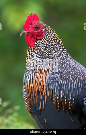 L'image du junglewhid gris (Gallus sonneratii) a été prise à Thattekad, au Kerala, en Inde Banque D'Images