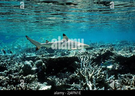 Requins de récif à pointe noire (Carcharhinus melanopterus), nageant au-dessus d'un récif de corail, Ari Atoll, Maldives, Océan Indien, Asie Banque D'Images