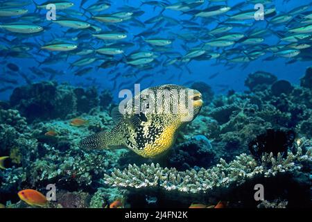 Puffer de cartes (Arothron mappa) dans un récif de corail, derrière le fusilier à bande foncée, le fusilier de Neon (tuile de Pterocaesio), école, Ari Atoll, Maldives Banque D'Images