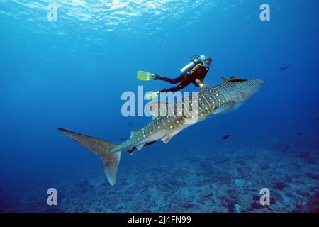 Plongée sous-marine et requin baleine (Rhincodon typus), le plus grand poisson du monde, Ari Atoll, Maldives, Océan indien, Asie Banque D'Images