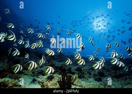 Une école de Bannerfets (Heniochus diphreutes) nager au-dessus d'un récif de corail, South Malé Atoll, Maldives, Océan Indien, Asie Banque D'Images