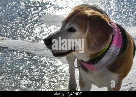 Chien Beagle avec foulard rose, marchant sur le lac gelé Banque D'Images