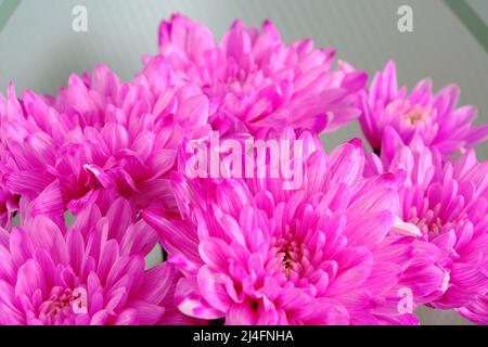 Arrière-plan abstrait pétales de fleur rose vif gros plan Banque D'Images