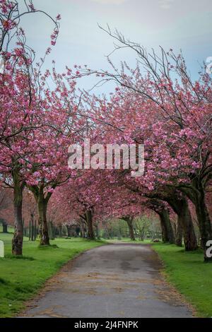 Fleurir les arbres bordant un chemin, jardins botaniques de Wavertree, Liverpool Banque D'Images