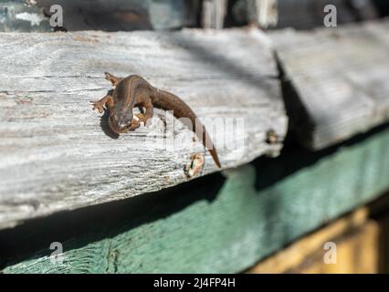 Un beau lézard marron se couche au soleil. Repose sur une pierre grise Banque D'Images