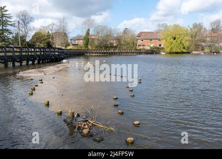 Petersfield Heath Pond au printemps avec un nid de coot et une passerelle, Hampshire, Angleterre, Royaume-Uni Banque D'Images