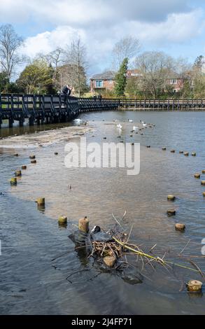 Petersfield Heath Pond au printemps avec un nid de coot et une passerelle, Hampshire, Angleterre, Royaume-Uni Banque D'Images