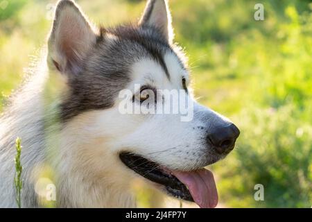 Portrait d'un chien malabut d'Alaska Banque D'Images