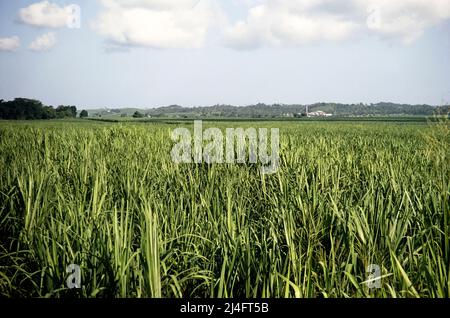 Champs plats de plantation de sucre avec usine éloignée, Jamaïque, Antilles 1970 Banque D'Images