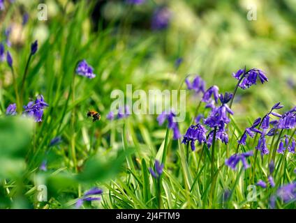 Bluebells sur le domaine de Goodwood à Sussex. Date de la photo: Mercredi 13 avril 2022. Banque D'Images