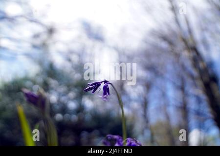 Bluebells sur le domaine de Goodwood à Sussex. Date de la photo: Mercredi 13 avril 2022. Banque D'Images