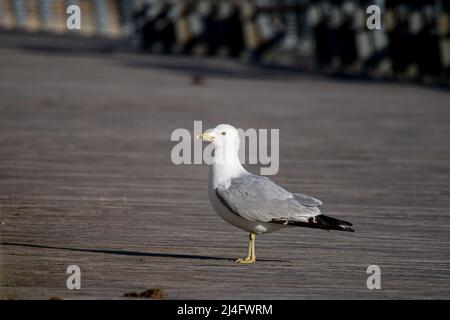 Mouette à bec (Larus delawarensis) assise sur une promenade à bord de l'île Staten Banque D'Images