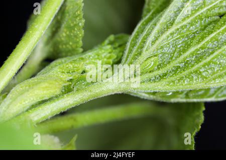 Puceron du cassis (Aphis schneideri) sur les feuilles de cassis au printemps. C'est un ravageur important de cette plante. Banque D'Images