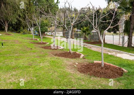 Élaguer les arbres fruitiers dans un jardin. Le sol sous les arbres fruitiers est houeé. Agriculture, jardinage, concept de printemps. Banque D'Images