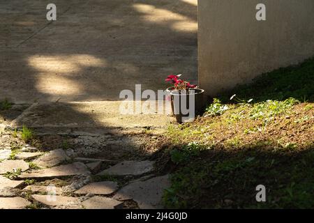 Le pourpre Oxalis triangularis fleurit dans deux petits pots en plastique au bout de la route pavée. Il est communément appelé faux trèfle. Banque D'Images