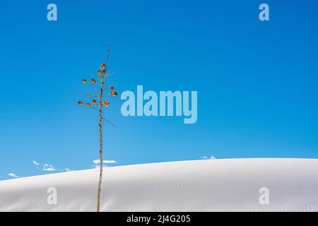 Grande tige de yucca d'arbre de savon contre le ciel bleu et la dune de sable blanc au Nouveau-Mexique Banque D'Images