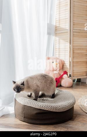 chat sur pouf doux et ours en peluche sur fond flou Banque D'Images