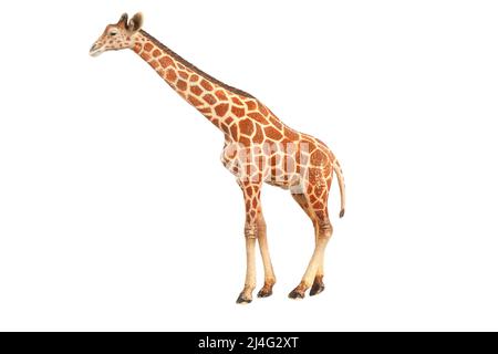 figurine jouet girafe isolée sur fond blanc. Photo de haute qualité Banque D'Images