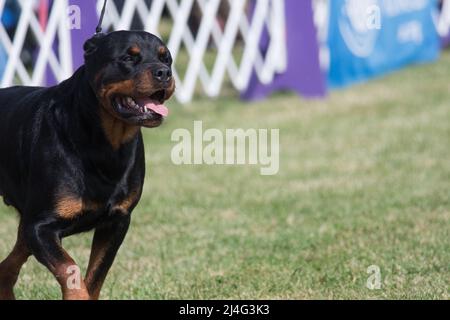 Rottweiler en plein été Banque D'Images