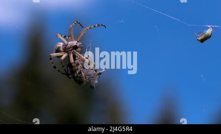 Un grand insecte.Creative. L'araignée essaie de déplacer un gros objet sec sur sa toile contre le fond du ciel bleu de jour. Banque D'Images