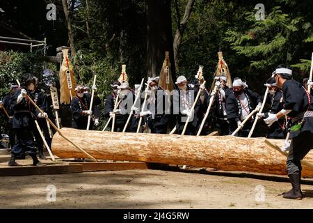 iida, nagano, japon, 2022/09/04 , onbashira participants du festival roulant le journal en position pour être hissé par la grue au festival onbashira à i Banque D'Images