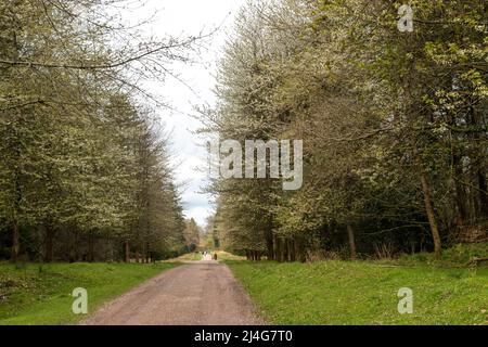 Speech House Lake, Forest of Dean, Gloucestershire. Banque D'Images