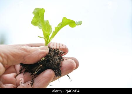 Main tenant une petite plantule de laitue avec des racines et du sol pour la plantation dans le potager, où il peut grandir de grandes et fortes affaires vertes Banque D'Images