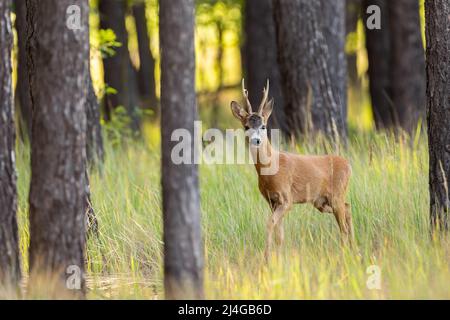 Curieux chevreuil qui approche dans la forêt de pins avec de l'herbe verte. Banque D'Images