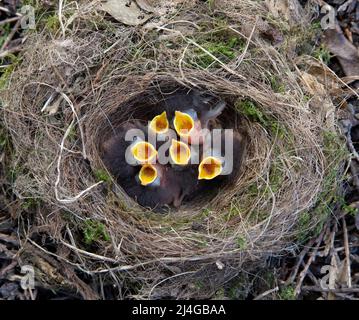 Rouge-gorge européen, erithacus rubecula, six oisillons altriques présentent un réflexe d'alimentation avec un singe ouvert dans le nid, printemps, Londres, Royaume-Uni, îles britanniques Banque D'Images