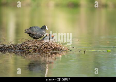 Coot eurasien (Fulica atra) protégeant ses poussins sur son nid. Banque D'Images