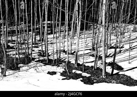 Le concept noir et blanc du dégel printanier dans un parc avec des arbres minces et décongelés Banque D'Images