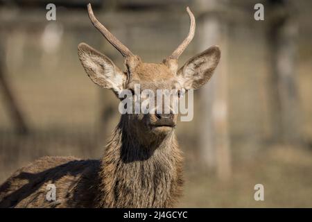 Gros plan sur un cerf sauvage en été Banque D'Images