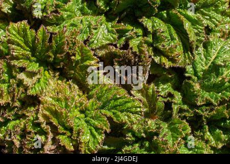 Heracleum sosnowskyi. Un petit germe d'herbe de Sosnovsky Banque D'Images